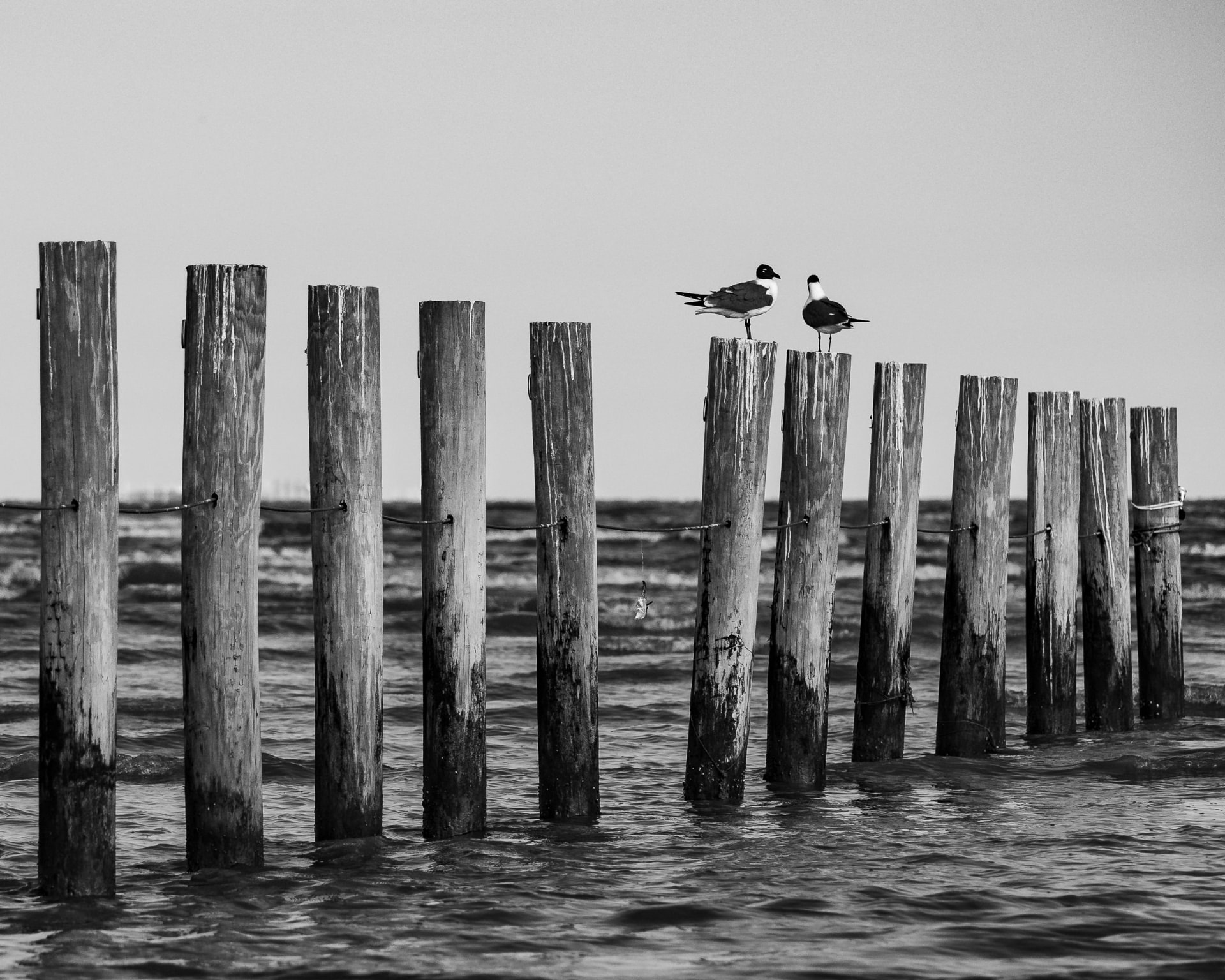 Two gulls perched on weathered wooden posts in the water